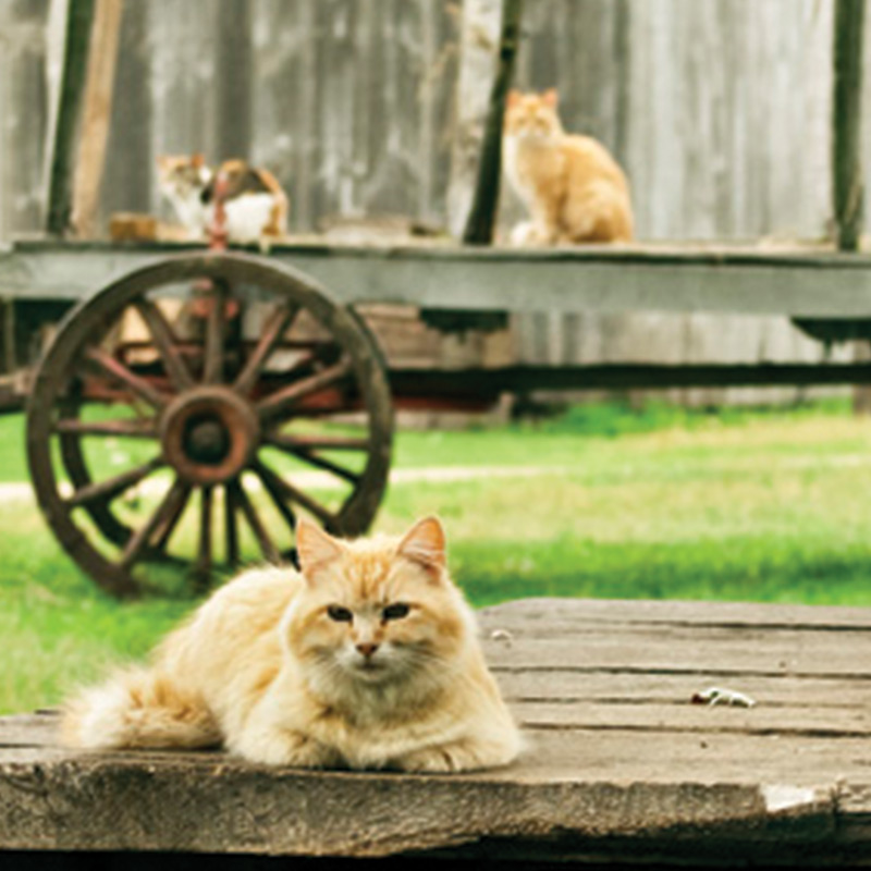An orange cat resting on a porch, with two cats on a wagon in the background