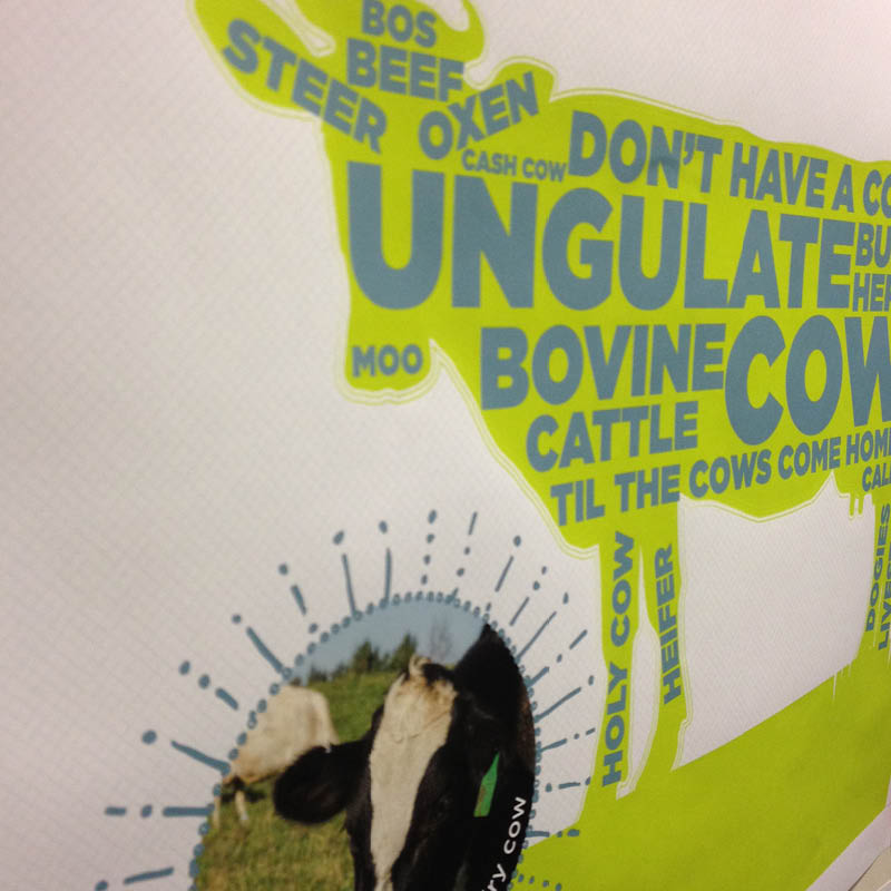 An exhibit panel with words and phrases related to cows