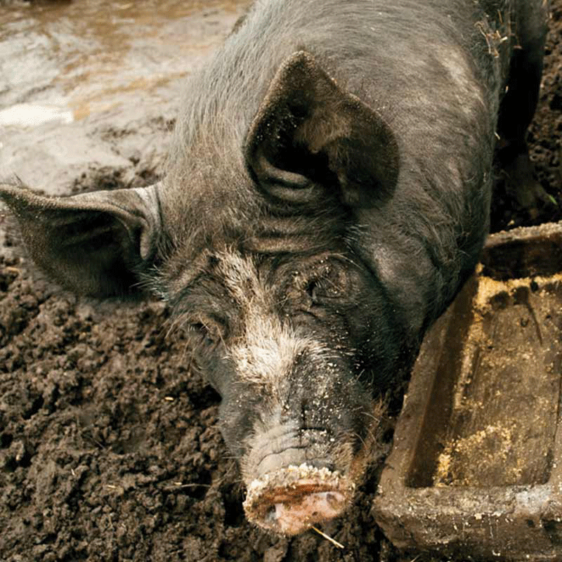 Closeup of a dark pig in dirt