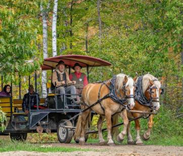 Horse-Drawn Spring Phenology Tour at the Forest History Center