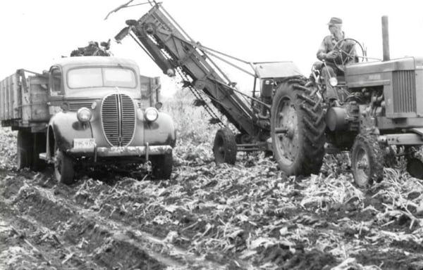 Harvesting sugar beets in the field