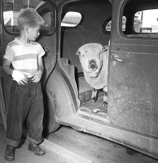 1951 - a sheep inside the back seat of a car with a boy out side looking in