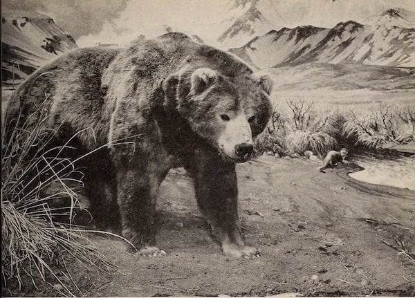 Bear Diorama Exhibit  at the American Museum of Natural History in 1911