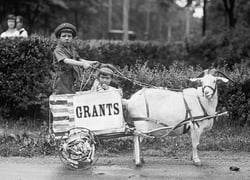 kids in cart pulled by Grants Goat