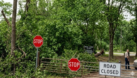 Downed Trees