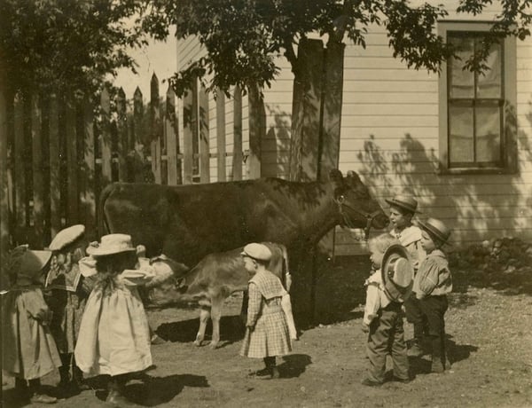 Photo shows several children in front of a cow, with picket fence and house in background