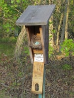 Nest with eggs inside a nest box