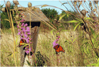 Peterson nest box at Fort Ridgely State Park