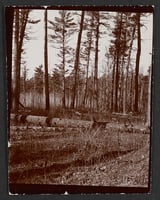 Black and white photograph of Pine woods at Lake Itasca, 1900.