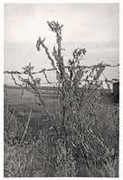 Black and white photograph of grasshoppers waiting for the temperature to rise before moving into a corn field in Marshall, Minnesota, ca. 1930s.