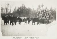 Oxen pulling a sled of white pine logs near Hinckley in Pine County, 1885.