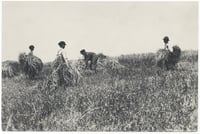 Black and white photograph of boys at work on the farm of the State School, c.1910.