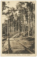 A railroad track begins in the foreground and continues into the background in the middle of trees, in leaf but with the leaves mostly at the canopy level.