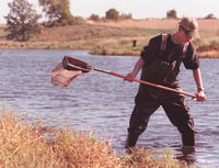 A young man wearing a basketball cap, waders, and a pushed-up, longsleeve shirt walks through ankle-deep water holding a fishing net.