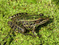 A spotted green frog sits on an organic green background.