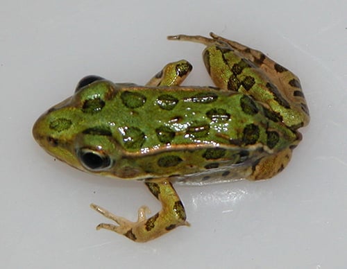 A spotted green frog sits on a white background. It is missing one hind leg.