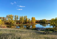 A pond reflecting green and yellow trees, with a grassy foreground and a blue sky in the background.