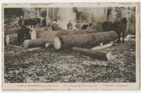 Felled logs sit stacked on each other on a sled, with two horses harnessed to them at right.