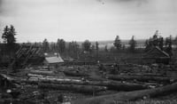 Logged landscape with felled trees in the foreground, buildings in the middle ground, and standing trees and grey sky in the background.