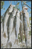 Six fish hang from tree branches with a blue sky above them.