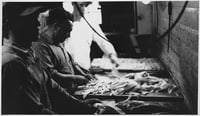 Three men fillet raw fish on trays on a counter to their right.