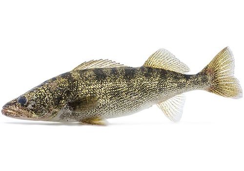 A golden-colored fish with black stripes on its back floats against a pure white background.