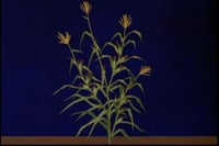 Drawing of how the teosinte plant may have looked thousands of years ago. Used in the Disney short film The Grain That Built a Hemisphere, 1943.