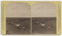 Black and white photograph of a team breaking ground along the line of the Northern Pacific Railroad at Dalrymple Farm, twenty miles west of Fargo, 1878. Photograph by Frank Jay Haynes.