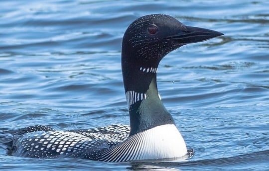 Common Loon | MNopedia