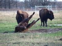 Color image of Bison at Minneopa State Park, ca. 2015.