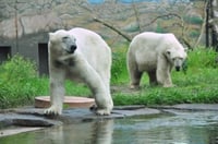 Polar bears Buzz and Neil