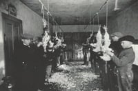 Black and white photograph of students plucking feathers from chickens during a class about how to judge and butcher livestock, 1920s.