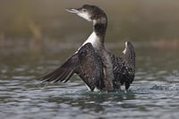 Loon emerging from water