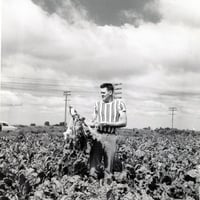 Man with a sugar beet