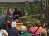 Color image of Donald, a male golden eagle and National Eagle Center ambassador, participating in the center's Meet the Eagles program.