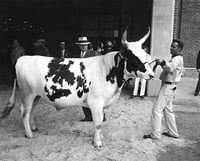 Black and white photograph of a steer being exhibited at the Minnesota State Fair, 1947.