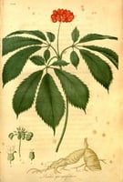 Colored Engraving of Ginseng by Jacob Bigelow (1786-1879).[From WikiCommons] American medical botany being a collection of the native medicinal plants of the United States, containing their botanical history and chemical analysis, and properties and uses in medicine, diet and the arts by Jacob Bigelow,1786/7-1879. Publication in Boston by Cummings and Hilliard,1817-1820.”