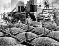 Canning peas, Green Giant Company, LeSueur.