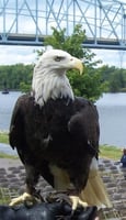 Color image of Harriet, a female bald eagle and one of the National Eagle Center's first ambassadors.