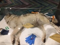 Exhibit at International Wolf Center