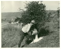 A worker pours salt on a barberry bush in Minnesota, ca. 1925. Applying salt to kill a bush’s roots was the main method of destroying them before the widespread use of herbicides in the 1950s.