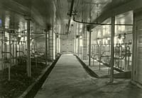 Black and white photograph of the inside of the dairy barn at the Northwest Experiment Station.