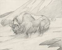 Muskox