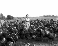 Black and white photograph of a woman with turkeys, 1952.  Photograph by Norton & Peel.
