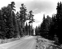 White pines along the Gunflint Trail in Cook County, Minnesota. Photograph by Norton & Peel, July 30, 1954.