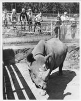 Photograph of a rhinoceros at the Lake Superior Zoo