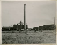 Schweitzer Flax Plant