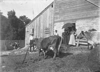 Cows in farmyard at Spangenberg farm