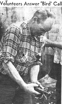 Volunteers Answer Bird Call - Newspaper photograph of a man washing off a duck