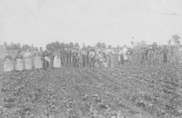 Black and white photograph of workers hoeing sugar beets in a field in Carver County. Date and photographer unknown.